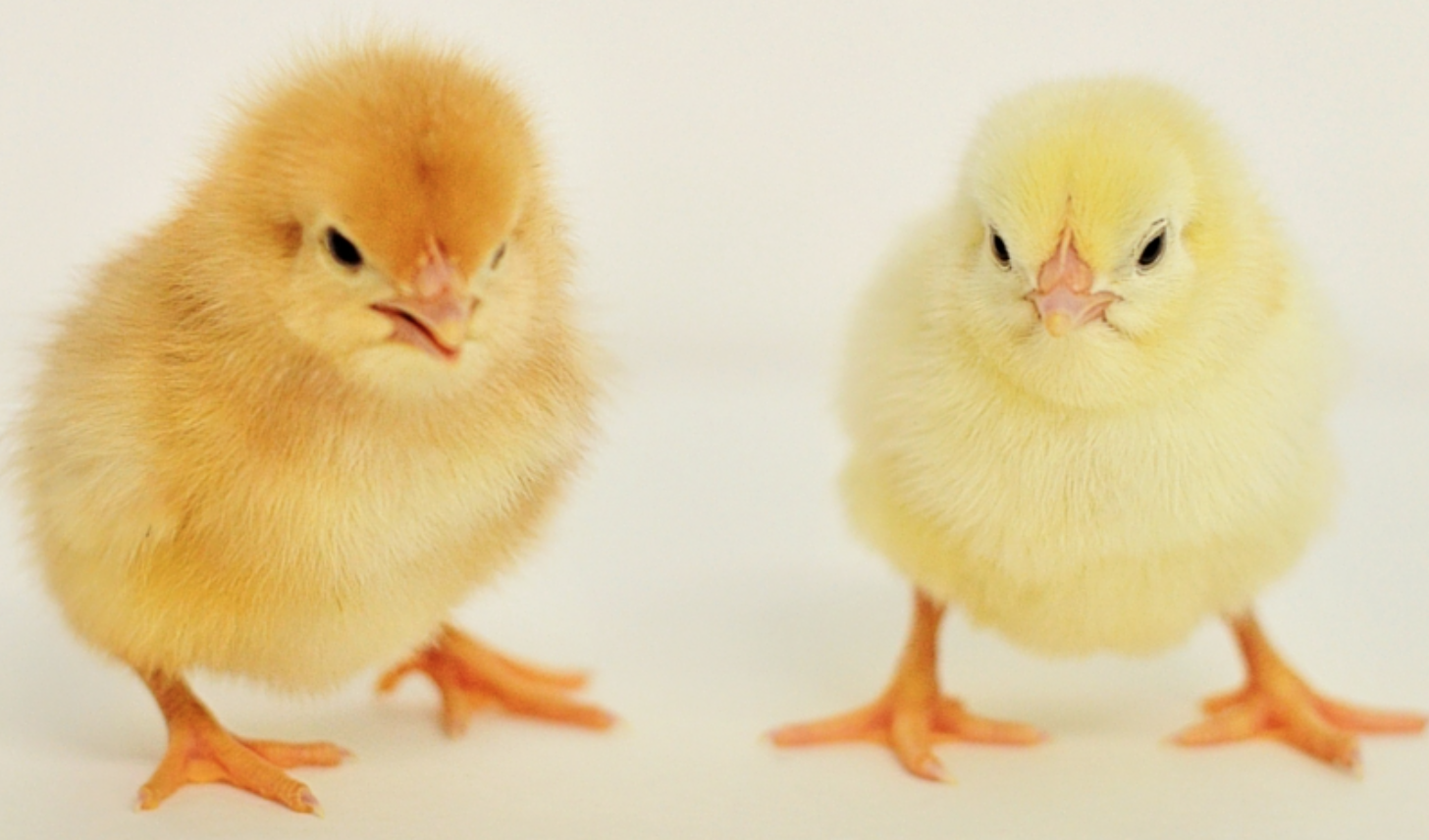 Gà con giống khỏe mạnh